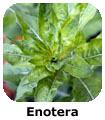 Enotera